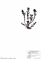 藏品(半葉馬尾藻)的圖片